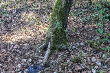 Yoğun yeşil bir ormana güzel bir manzara. Parlak güneş ışığı, derin gölgeler bırakıyor..