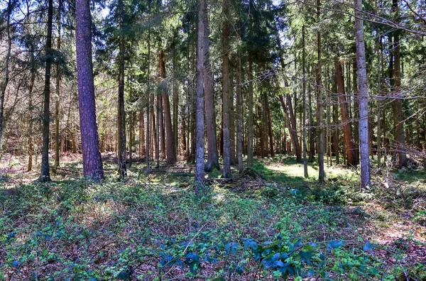 Vacker Utsikt Tät Grön Skog Med Starkt Solljus Som Kastar — Stockfoto