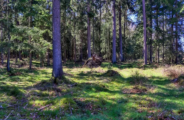 Schöner Blick Einen Dichten Grünen Wald Mit Grellem Sonnenlicht Das — Stockfoto