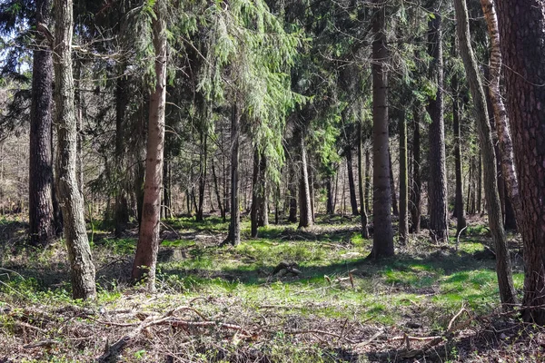 Όμορφη Θέα Ένα Πυκνό Πράσινο Δάσος Έντονο Ηλιακό Φως Ρίχνει — Φωτογραφία Αρχείου