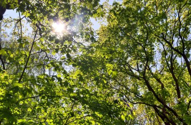 Yoğun yeşil bir ormana güzel bir manzara. Parlak güneş ışığı, derin gölgeler bırakıyor..