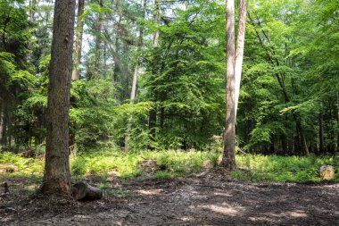 Yoğun yeşil bir ormana güzel bir manzara. Parlak güneş ışığı, derin gölgeler bırakıyor..