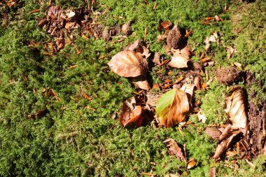 Avrupa ormanlarında bulunan yosun ve dallarla bir orman zeminine yakından bakmak.
