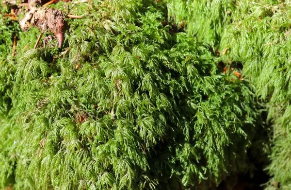 Vista Detallada Cerca Texturas Musgo Terreno Forestal — Foto de Stock