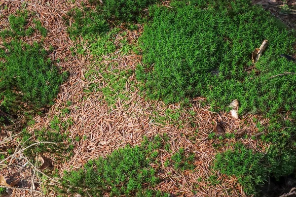 Детальний Крупним Планом Вид Текстури Моху Лісовій Землі — стокове фото