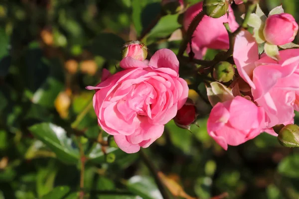 Draufsicht Auf Gelbe Und Orangefarbene Rosenblüte Einem Rosengarten Mit Weichem — Stockfoto