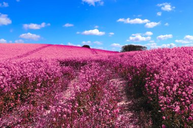 Bulutlu mavi gökyüzüne karşı çiçek açan tecavüzün kızıl ötesi görüntüsü. Boş alanı olan soyut manzara arkaplanı