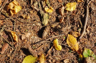 Çam kozalakları, yosun, çimen, çam iğneleri, sonbahar yaprakları olan bir ormanda toprak. Orman toprak dokusu arkaplanı.