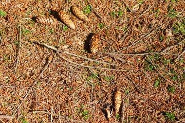 Çam kozalakları, yosun, çimen, çam iğneleri, sonbahar yaprakları olan bir ormanda toprak. Orman toprak dokusu arkaplanı.