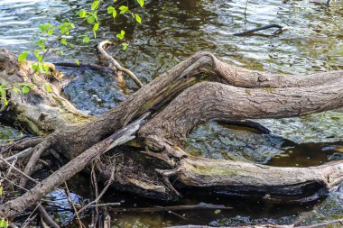 Yansıtıcı su yüzeyi ve biraz ot ve sazlıkla gölün kıyısında güzel bir manzara.