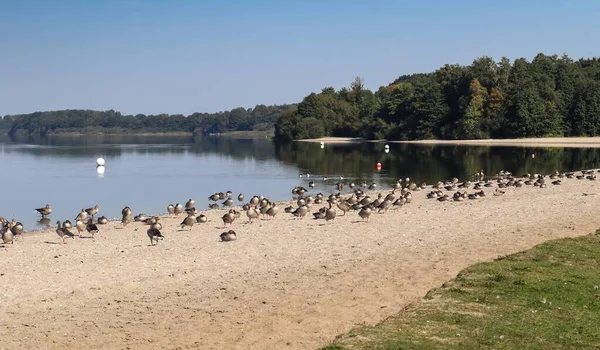 Lots of beautiful european goose birds at a lake