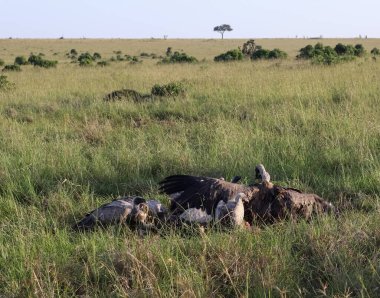 Sayısız akbaba Afrika Savanasında bir leşle ziyafet çekiyor.
