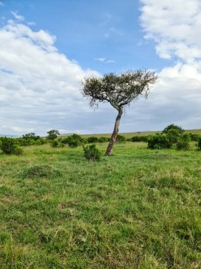 Kenya 'daki Masai Mara Parkı' nda tipik Afrika ağaçları.
