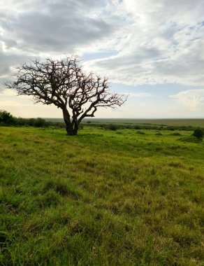 Kenya 'daki Masai Mara Parkı' nda tipik Afrika ağaçları.