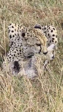Güçlü çita tozlu savana yolunda sinsice dolaşıyor, vahşi özgürlüğü ve vahşi Afrika vahşi doğasını, parlak benekli hareketlerle somutlaştırıyor.