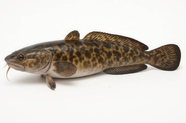 Beyaz bir zemin üzerinde duran tatlı su balığı eşsiz işaretlerini ve yüzgeçlerini sergiliyor.