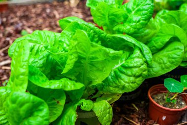 Canlı yeşil marul yapraklarının kapanışı, kentsel bahçe ve sürdürülebilir gıda üretimi kavramını gözler önüne seriyor.