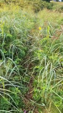 Yeşil çayırlar, sıcak güneş ışığı altında yavaşça sallanarak, Almanya 'nın barışçıl kırsal kırsal bölgesi Strand Stein' da sakin bir manzara yaratıyor.