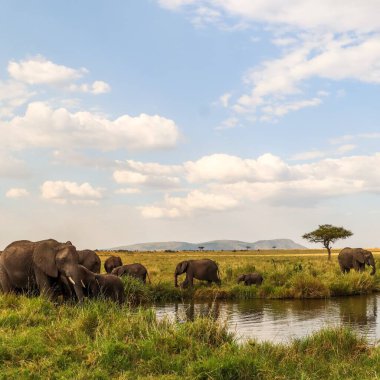 Afrika savanasında güneşli bir günde içme ve ferahlatıcı bir gölette içen Afrika filleri sürüsü.