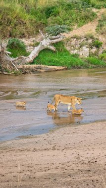 Dişi aslan, canlı Afrika savanasında üç neşeli yavrusuyla nehri geçerken vahşi hayatın ve aile bağlarının güzelliğini gözler önüne seriyor.