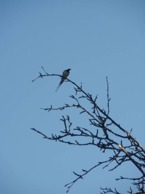 Bir şube üzerinde kuş yutmak