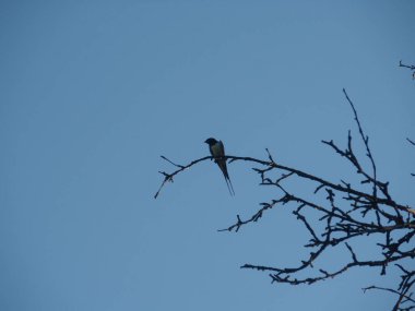 bir dal üzerinde yutmak