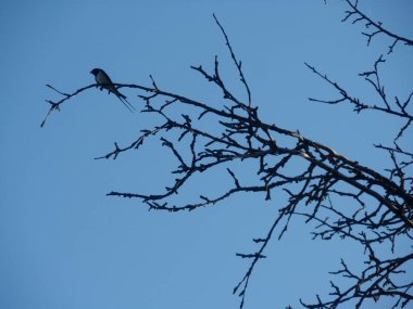 Gökyüzüne karşı yutmak