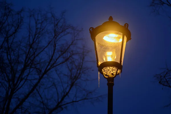 Štětec Rowan Osvětlena Světle Lucerny — Stock fotografie