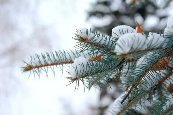 Sur Les Branches Pin Trouve Neige Duveteuse — Photo