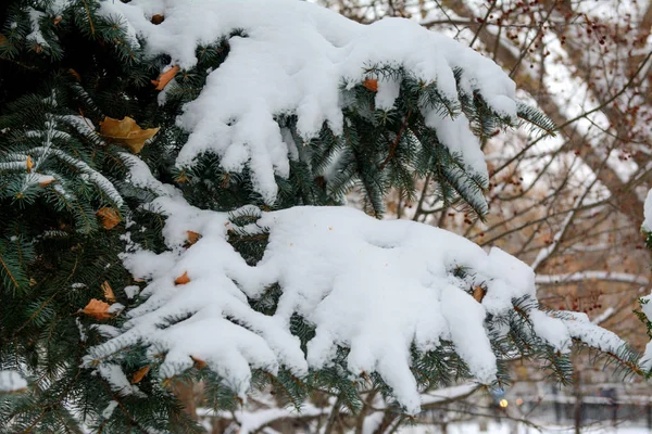Branches Pine Lies Fluffy Snow — Stock Photo, Image