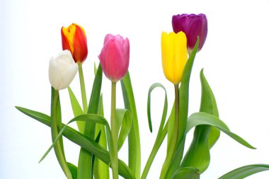 Beyaz bir arka plan üzerinde kırmızı, sarı, leylak lale buketi. konsept - tatil kartı