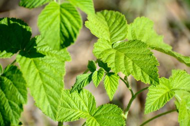 Kuşburnu yaprakları güneş tarafından aydınlatılır. Kavram - barış, Dünya Günü