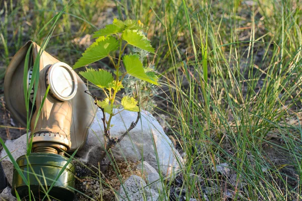 gas mask with coal filter lies in the vine leaves lit by the sun. Concept - nuclear disarmament and the struggle for peace