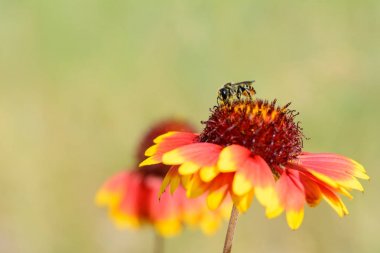 Bir yaz gününde yeşil bir arka plan üzerinde parlak sarı-kırmızı çiçek gaillardia. Çiçek üzerinde - arı nektar toplar. Konsept - Dünya Günü