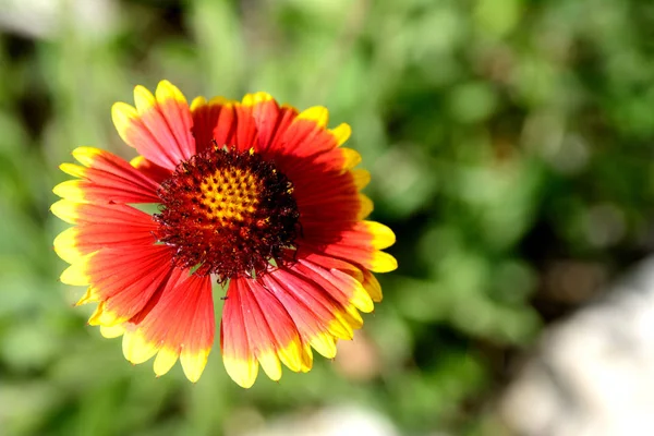 Flor Color Amarillo Rojo Brillante Gaillardia Sobre Fondo Verde Día — Foto de Stock