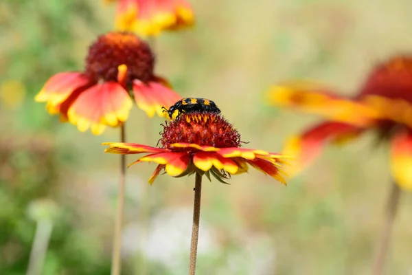 On a yellow-red flower galardia black and yellow beetle collects nectar