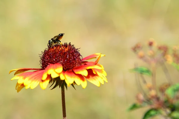 Bright Yellow Red Flower Gaillardia Green Background Summer Day Flower — Stock Photo, Image