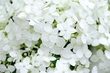 phlox paniculata yakın çekim. Konsept - kartpostal, ekran koruyucu, duvar kağıdı