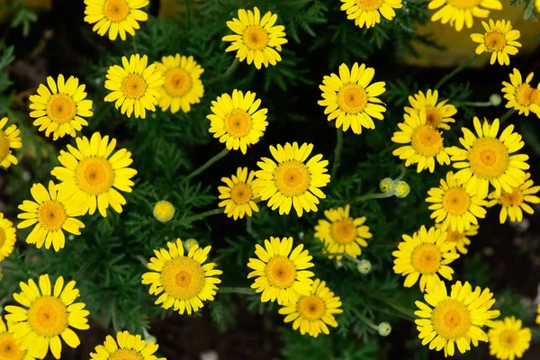 Yellow Daisies Green Background Close Concept Postcards Wallpaper — Stock Photo, Image