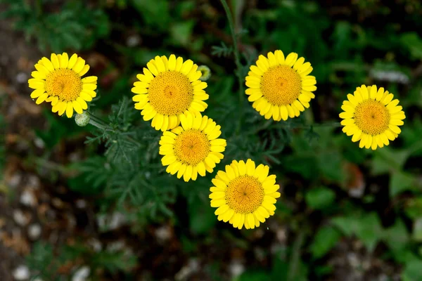 Yellow Daisies Meadow Lit Sun Green Background Concept Postcards Wallpaper — Stock Photo, Image