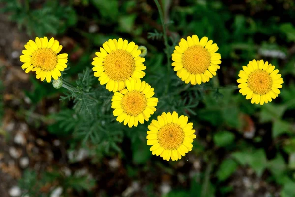 Gele Madeliefjes Weide Verlicht Door Zon Groene Achtergrond Concept Ansichtkaarten — Stockfoto