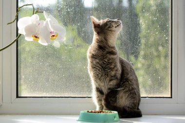 Kedi, kuru yiyeceklerin yanındaki pencere nin üzerinde oturuyor. Kedi pencereden kuşlara bakıyor. Çiçek açan orkideye yakın. Kavram - sağlıklı gıda.