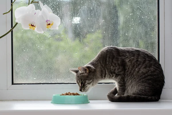 Gato Está Sentado Parapeito Janela Lado Comida Seca Gato Olha — Fotografia de Stock