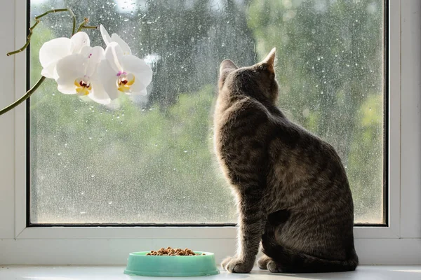 고양이는 창턱에 있습니다 고양이는 새들의 창밖으로 보입니다 건강한 — 스톡 사진