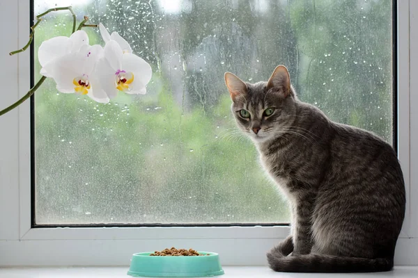 창턱에 고양이는 음식에 기대고 말했다 건강한 — 스톡 사진