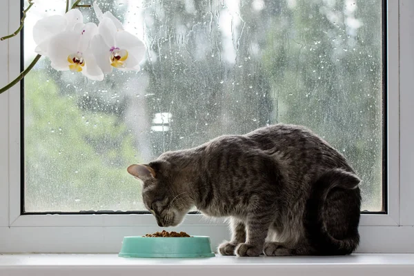Pencere deki kedi kuru yiyeceklerin üzerine eğildi. Çiçek açan orkideye yakın. Konsept - sağlıklı gıda evcil hayvan.
