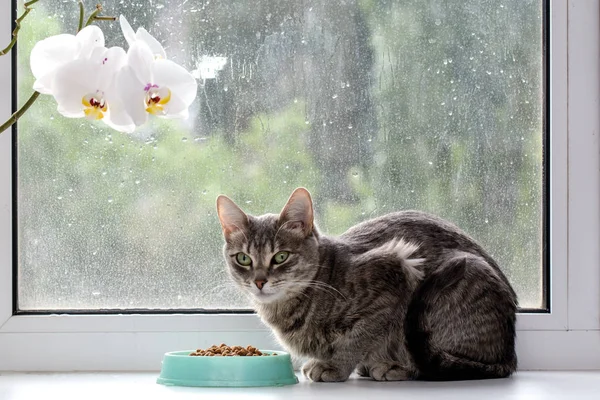Pencere deki kedi kuru yiyeceklerin üzerine eğildi. Çiçek açan orkideye yakın. Konsept - sağlıklı gıda evcil hayvan.