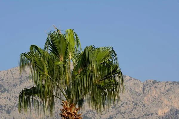 Background Mountains Blue Sky Palm Tree Concept Views Mediterranean — Stock Photo, Image