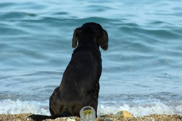 the dog sits alone on the sand by the sea and looks into the distance. Concept - loneliness