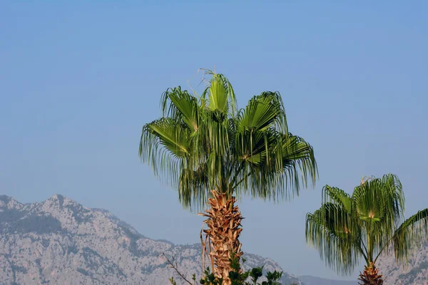 Against the background of mountains and blue sky palm tree. Concept - Views of the Mediterranean